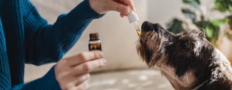 Co musisz wiedzieć o olejku CBD dla zwierząt domowych?