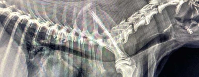 Zapadanie tchawicy u psów (TCS-Tracheal Collapse Syndrome)